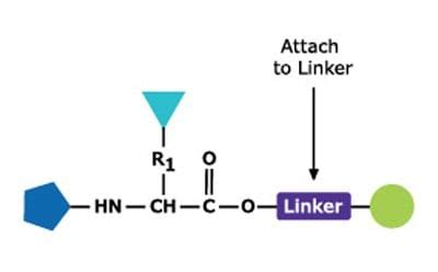 Peptide Synthesis