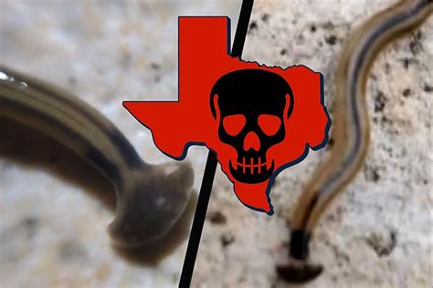 This Horrific Poisonous Worm Invades More Of Texas