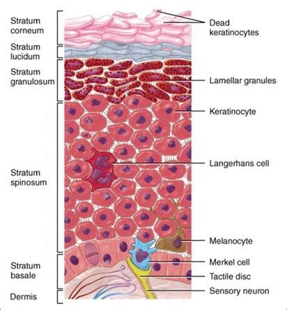 Cells And Layers of The Epidermis