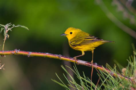 Yellow Warbler | Audubon Field Guide