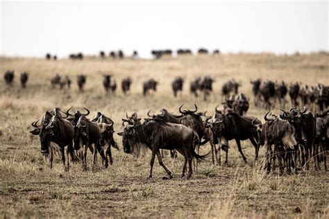 Masai Mara Safari - A guide for wildlife photographers