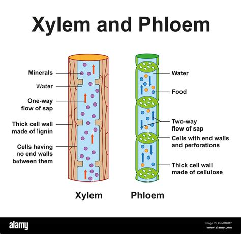 Xylem and phloem, illustration. Xylem and phloem tissues transport water and carbohydrates ...