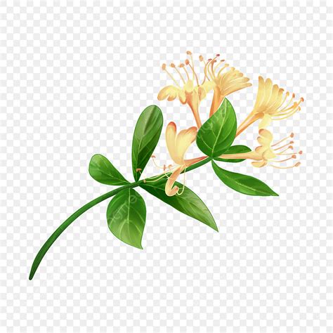 Honeysuckle Flower Clipart Cartoon