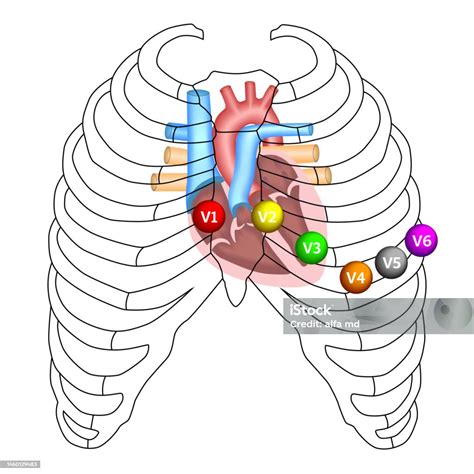 Position Of Ecg Chest Leads Stock Illustration - Download Image Now ...