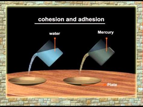 Cohesion And Adhesion