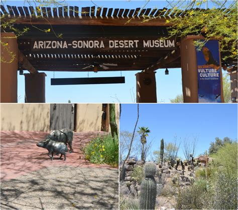 Arizona-Sonora Desert Museum, Tucson, AZ Family Travel - Brie Brie Blooms