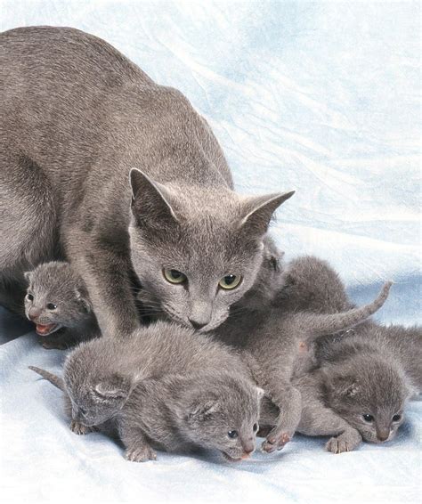 Russian Blue Cat Breeders Maryland | himalayan maine coon ny