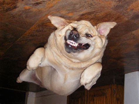 45 Hilarious ‘Dog Balloons’ That Floated Up To The Ceiling And Got Stuck | Bored Panda