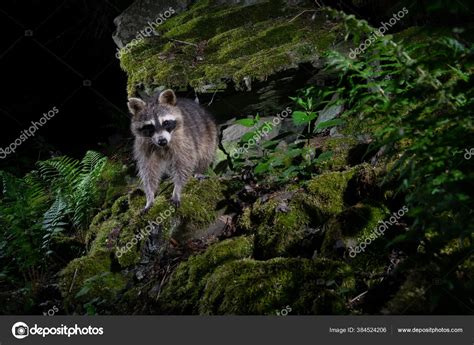 Raccoon Beautiful Nature Habitat Rare Shy Animal Procyon Lotor Wild Stock Photo by ©Photocech ...