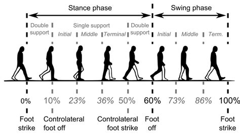 [DIAGRAM] Running Gait Phases Diagram - MYDIAGRAM.ONLINE