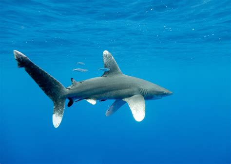 Oceanic Whitetip Shark (Carcharhinus longimanus) - ANGARI Foundation