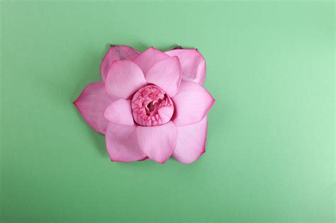 Lotus on Behance