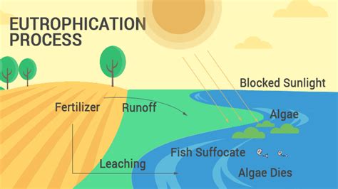 How Does EUTROPHICATION Work? Causes, Process and Examples - Earth How