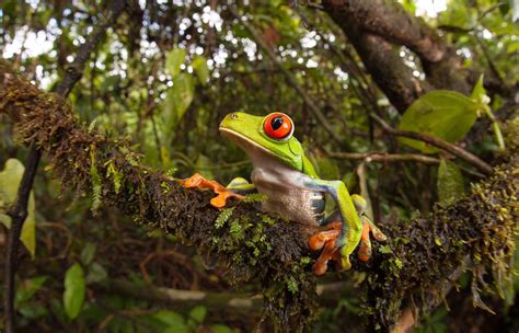 Red Eyed Tree Frog Habitat