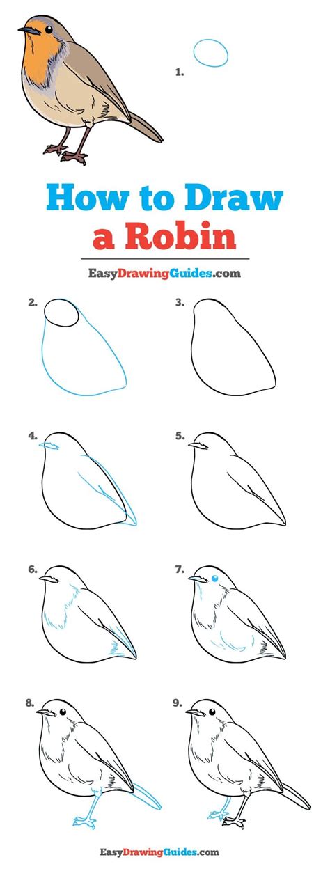 How To Draw A Realistic Robin Bird Step By Step in the year 2023 Learn more here | howtodrawline2