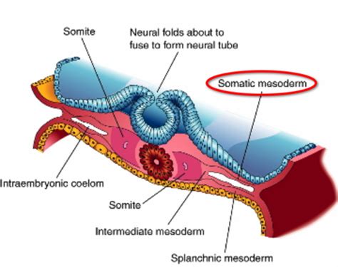 Intermediate Mesoderm + Lateral plate Mesoderm Flashcards | Quizlet