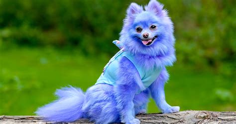 20 Craziest Animal Dye Jobs | TheThings