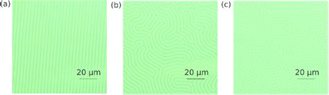 Magneto-optical microscope images of (a) stripe domain, (b) labyrinth ...