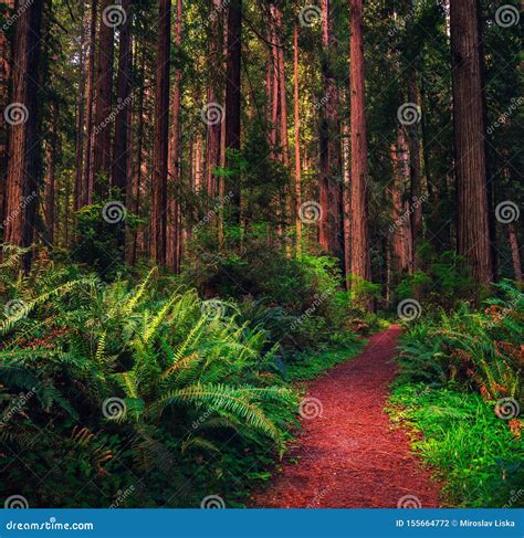 Hiking Trail through a Redwood Forest in Northern California Stock Photo - Image of outdoor ...