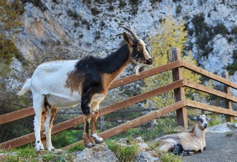 Wildlife in Asturias Natural Paradise - Where is Asturias