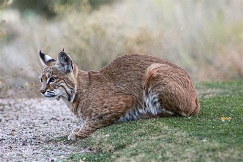 5 Tips for Successful Bobcat Hunting in Florida - Tiger Tribe