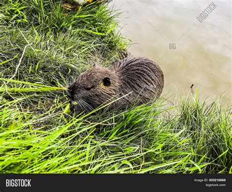 Nutria River Habitat. Image & Photo (Free Trial) | Bigstock