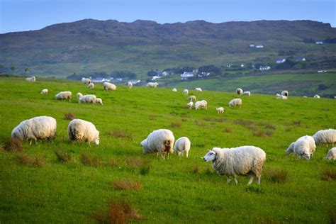 Sheep - Ireland