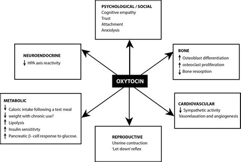 Oxytocin Hormone Function