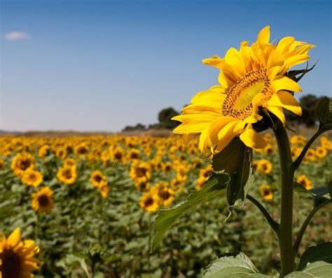 Sunflower Farm Near Richmond Mo | Best Flower Site