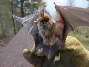 Get expert help with Bat Removal