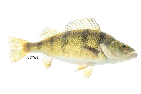 Yellow Perch – Eat Wisconsin Fish