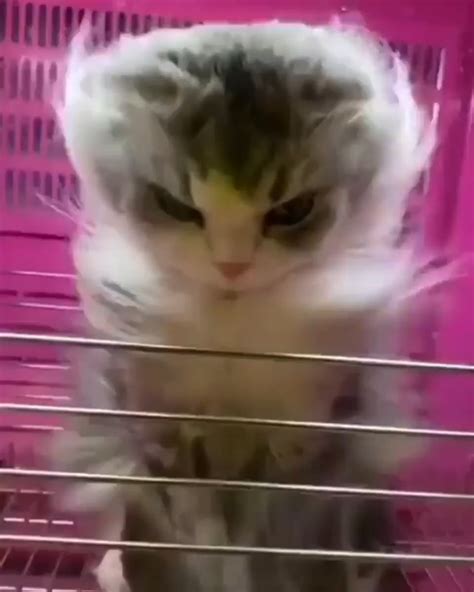 cat dryer model : r/Kitten