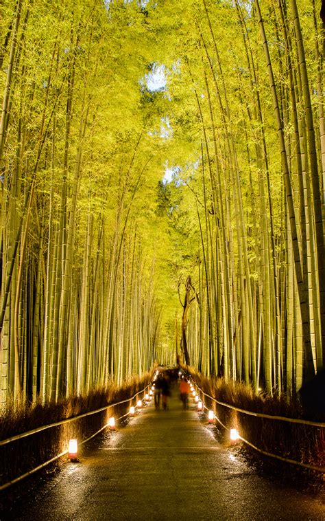 🔥 [50+] Bamboo Forest Japan Computer Wallpapers | WallpaperSafari