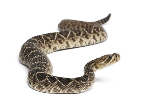 How Fast Do Baby Rattlesnakes Grow? (Time to full-size)