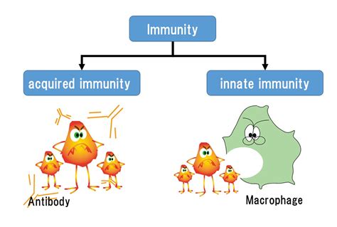 Immune Competent Cells