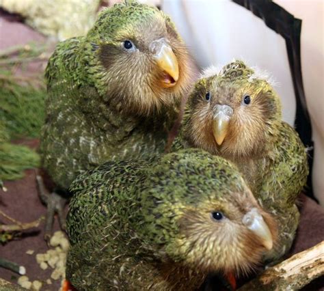 15 Facts About the Oddball Kakapo | Kakapo, Kakapo parrot, Rare birds