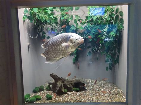 Sep. 2015 - Aquarium - Giant Gourami Tank - ZooChat