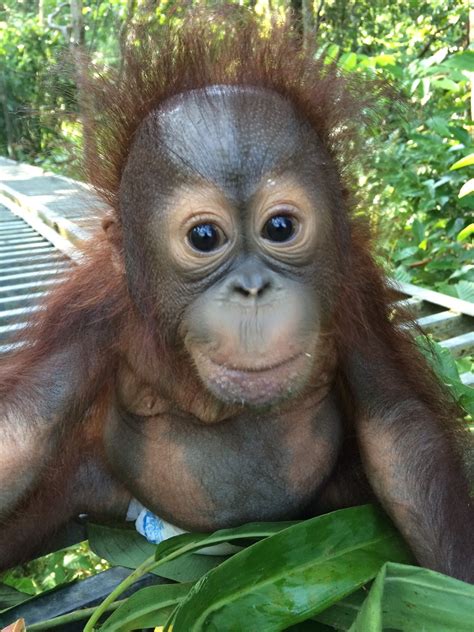 Meet Josh the Orphaned Baby Borneo Orangutan | The Great Projects