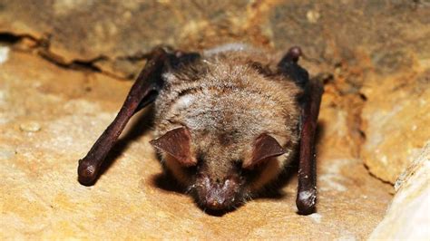 Myotis myotis: Systematics, Habitat, Biology, Ecological Role ...