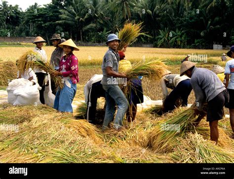 Java Javanese rice paddy field harvest women Stock Photo - Alamy