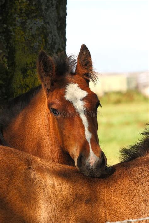 Shire horse foal stock photo. Image of background, mammal - 27270024