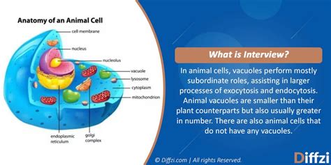 Plant Vacuole vs. Animal Vacuole - Diffzi