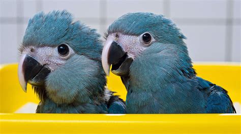 Image - Spix's macaw juveniles.jpg - Rio Wiki - Wikia