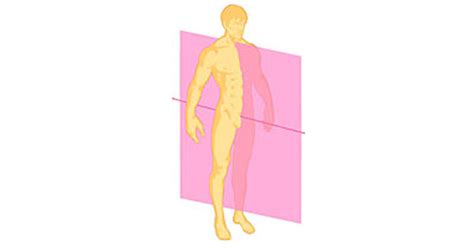 Sagittal Plane Movements