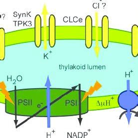 Thylakoid membrane organization and composition in cyanobacteria and... | Download Scientific ...