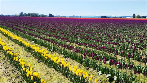 Tips for Visiting the Skagit Valley Tulip Festival