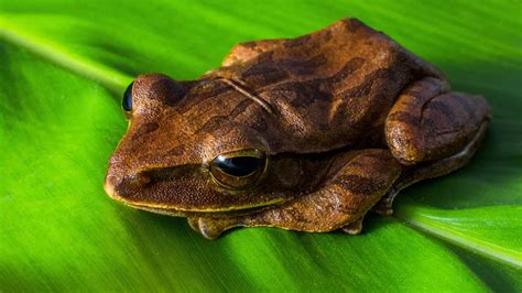 Even more amphibians are endangered than we thought • TUoS