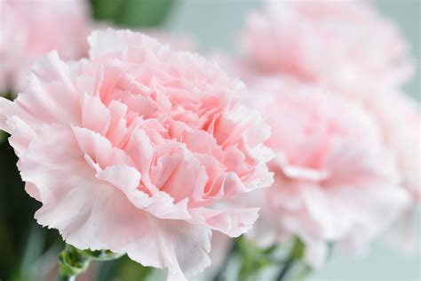 Pink carnation close-up, shallow depth of field - The Dirt on Dirt