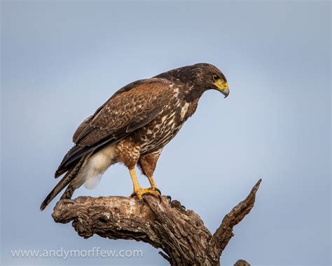 Harris's Hawk | Audubon Field Guide