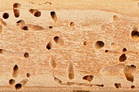 Carpenter Ants Are Damaging to Your Home | A1 Exterminators